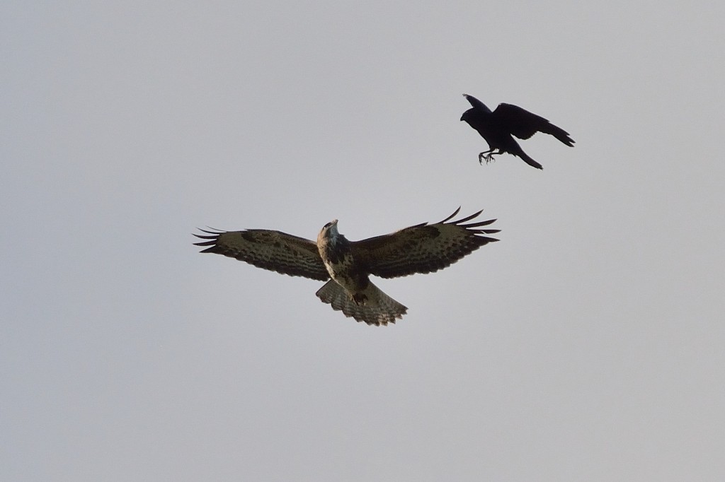 Buzzard being attacked by crow