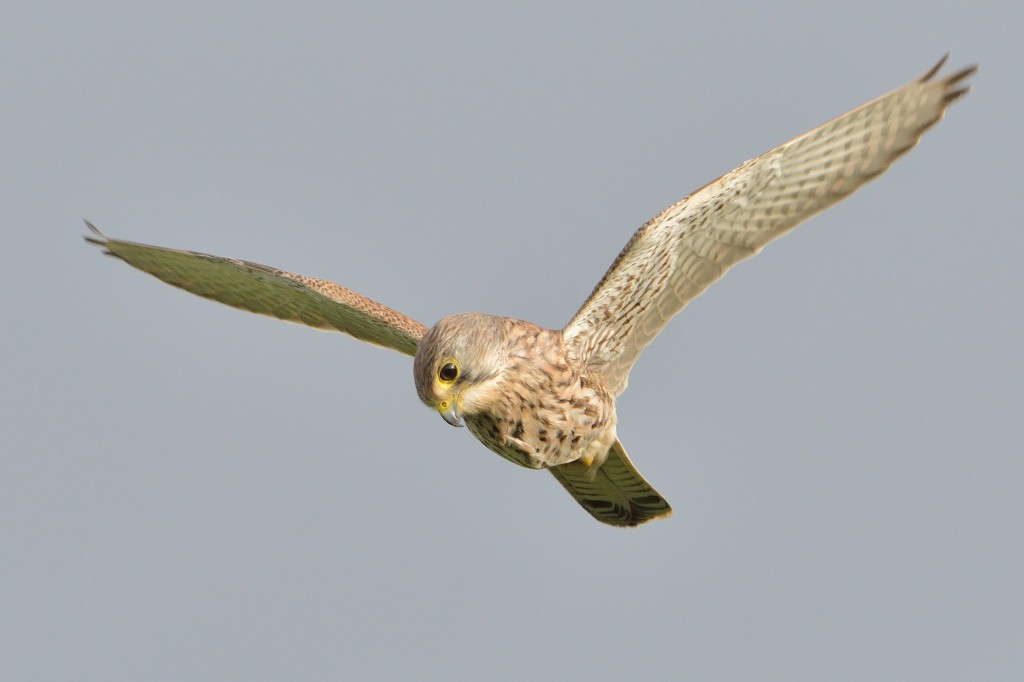Female kestrel hovering